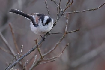 Long-tailed Tit 愛知県 Tue, 1/2/2024