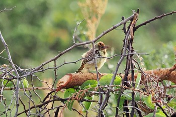 D'Arnaud's Barbet Amboseli National Park Mon, 1/1/2024