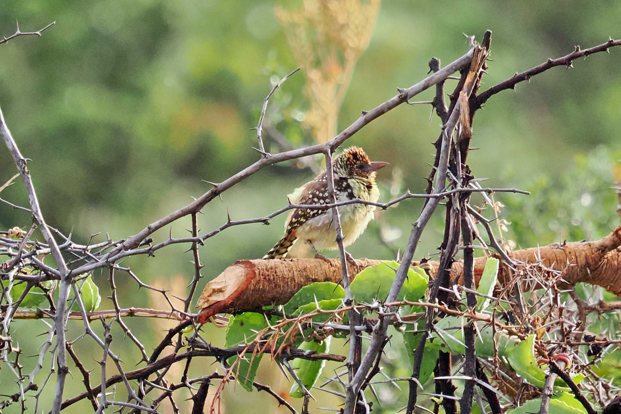 アンボセリ国立公園 ゴマフオナガゴシキドリの写真 by 藤原奏冥