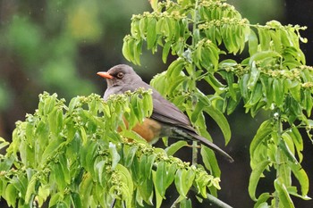 Abyssinian Thrush