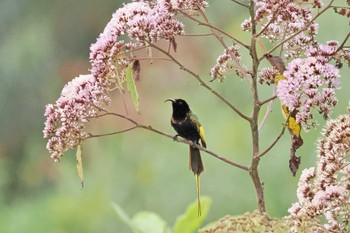 Golden-winged Sunbird