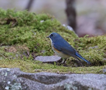 Red-flanked Bluetail Arima Fuji Park Thu, 1/11/2024