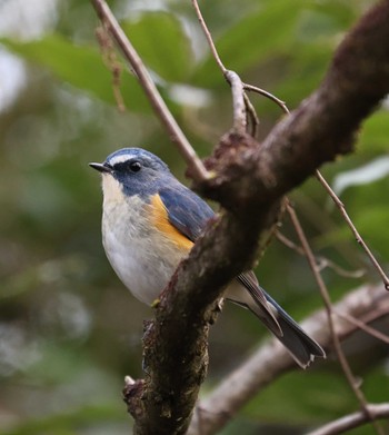 Red-flanked Bluetail Arima Fuji Park Thu, 1/11/2024