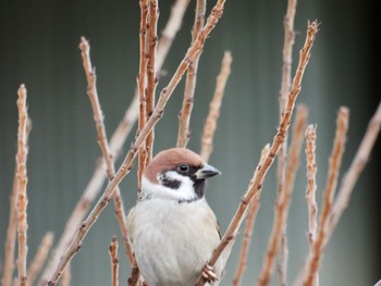 Eurasian Tree Sparrow 庚申山総合公園 Sat, 12/30/2023