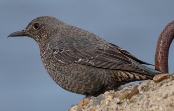 2024年1月11日(木) 大阪府堺市 大和川の野鳥観察記録