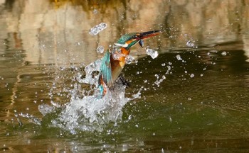 Common Kingfisher 城北公園 Thu, 1/11/2024