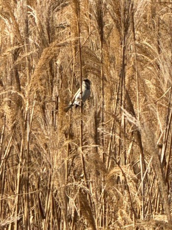 2024年1月10日(水) 多摩川の野鳥観察記録