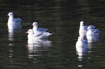 ユリカモメ 明石公園 2023年12月10日(日)