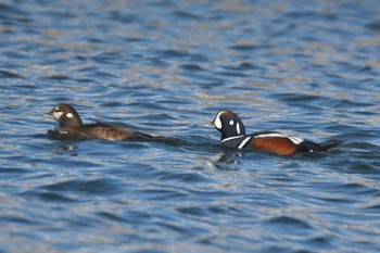 Harlequin Duck 羅臼漁港 Mon, 12/18/2023