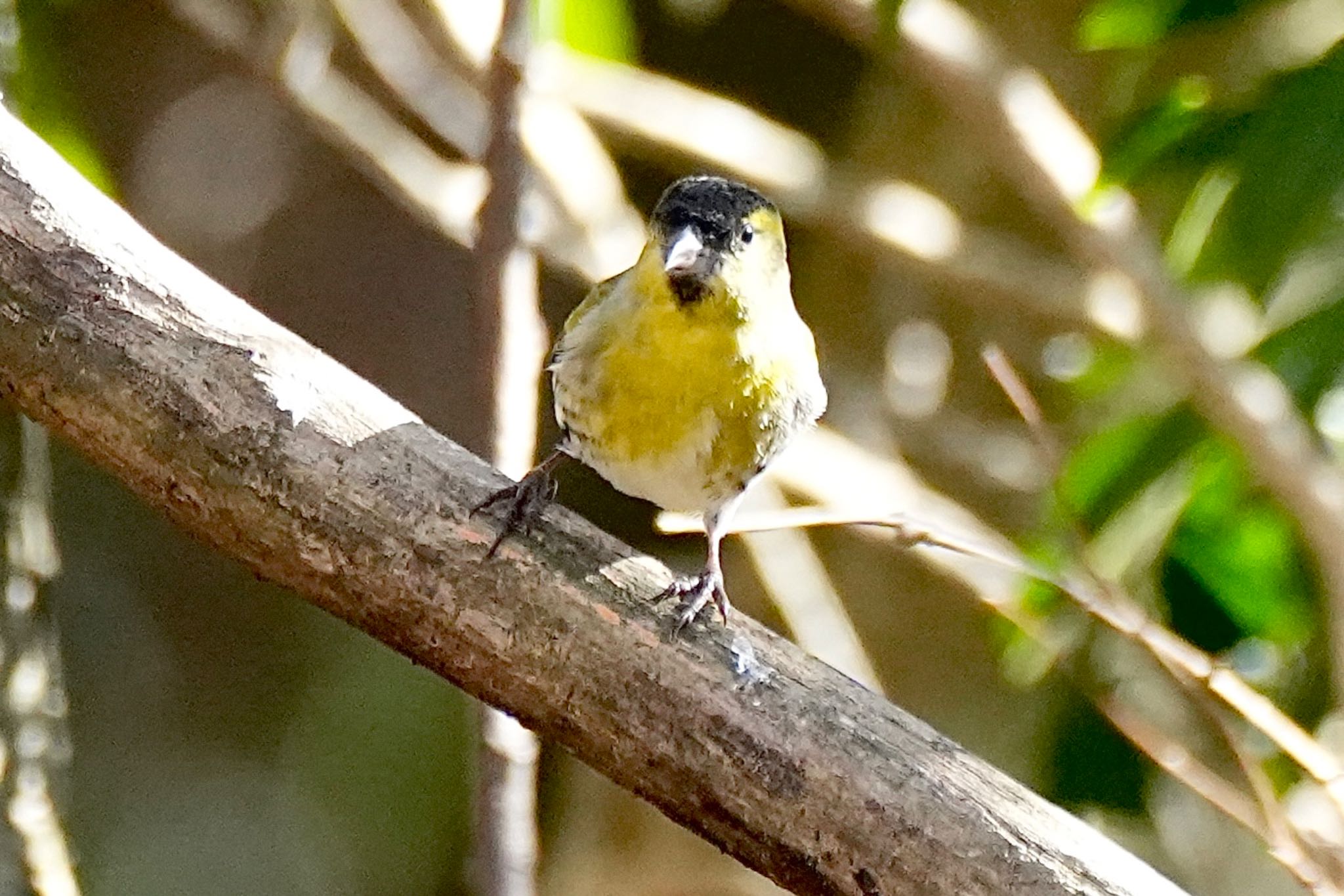 Eurasian Siskin