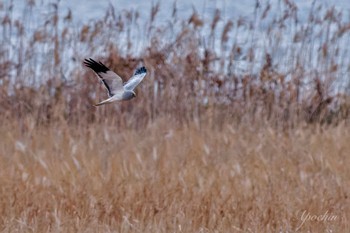 Sun, 1/7/2024 Birding report at Inashiki