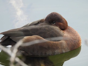 Common Pochard x Ferruginous Duck