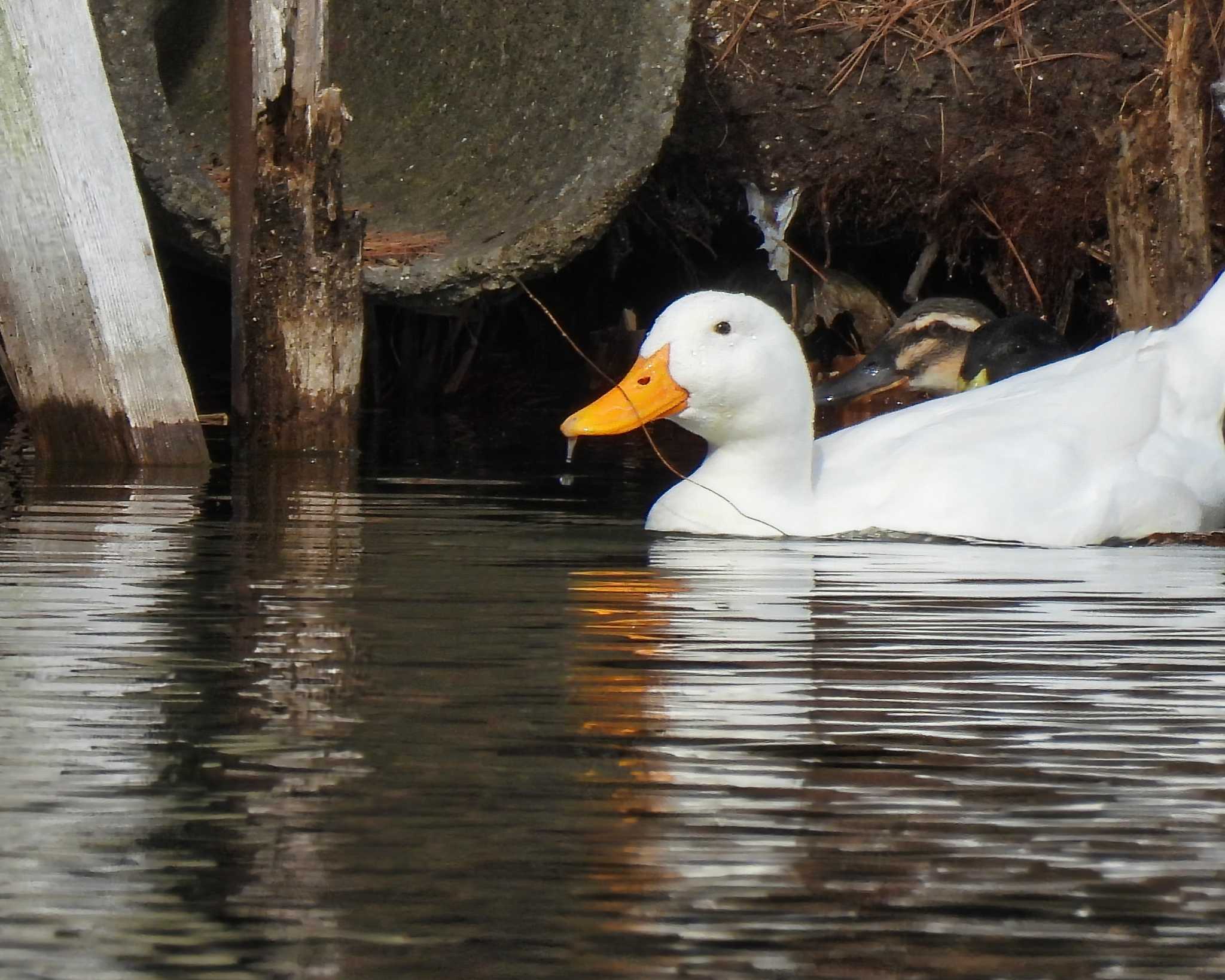 Photo of Domestic duck at くろんど池 by nｰ notari