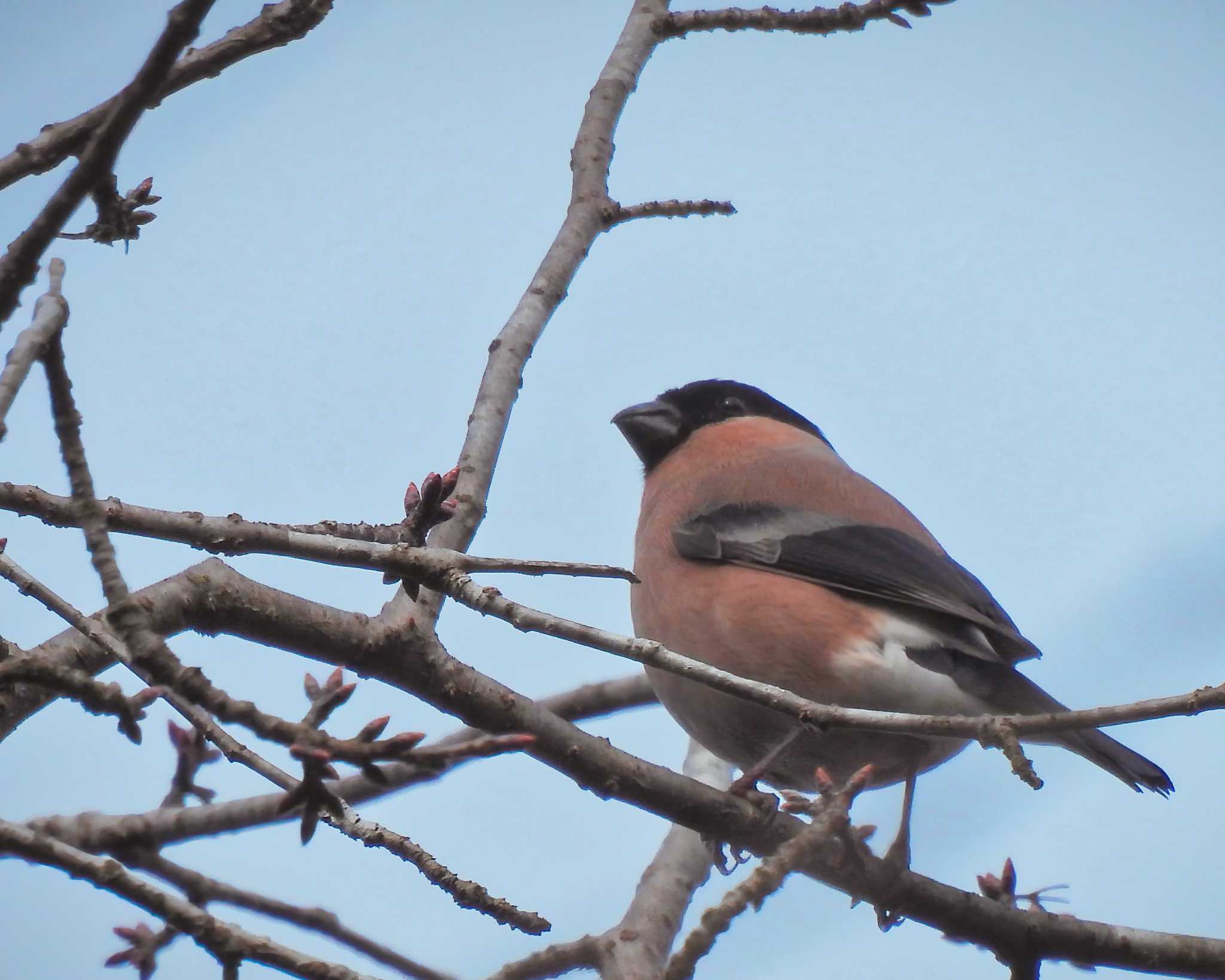 Photo of Eurasian Bullfinch at くろんど池 by nｰ notari