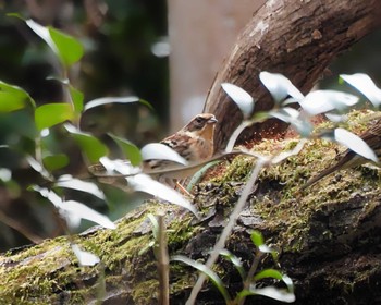 Yellow-throated Bunting くろんど池 Thu, 1/11/2024