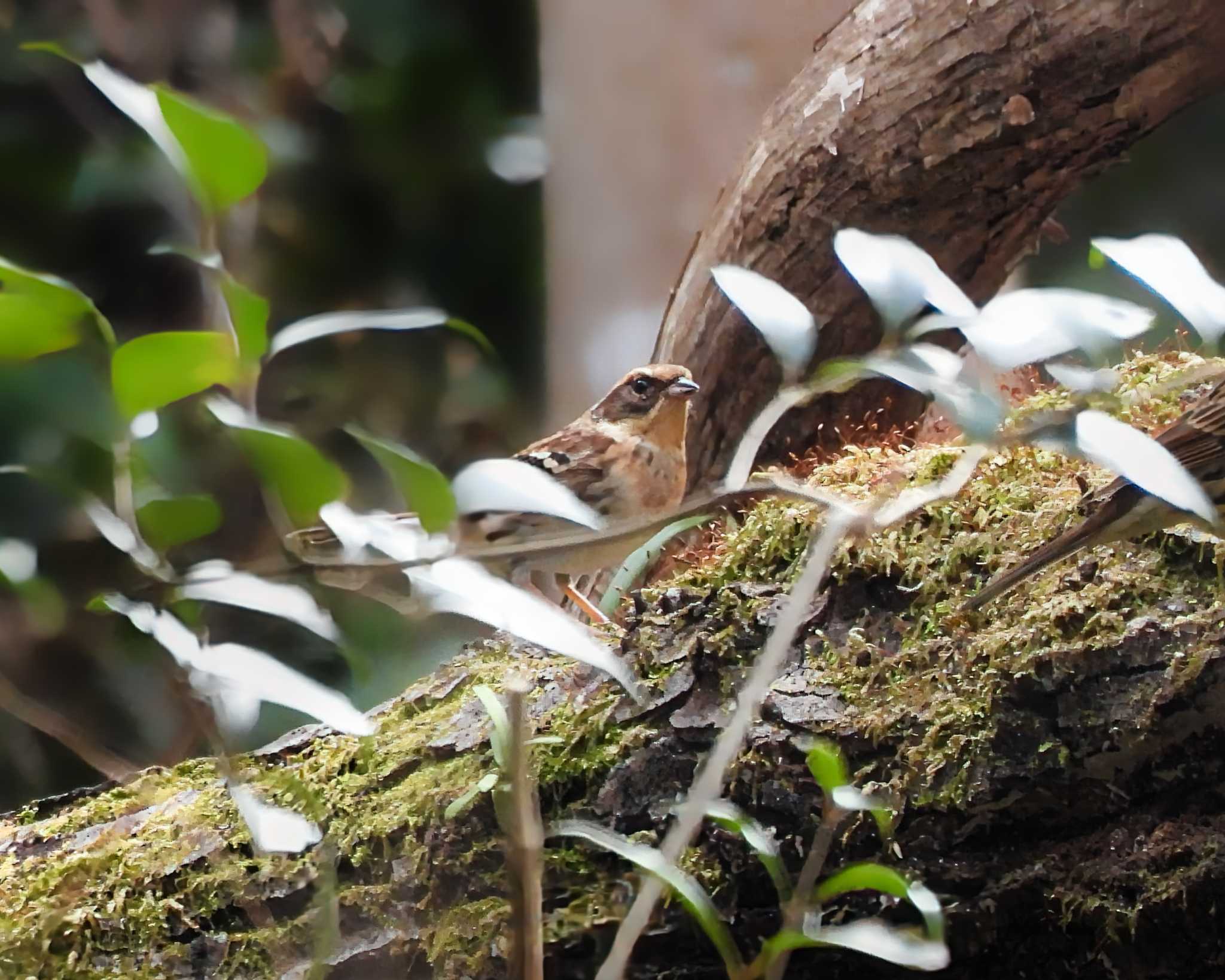 Photo of Yellow-throated Bunting at くろんど池 by nｰ notari