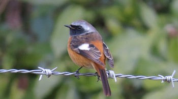 Daurian Redstart 大野極楽寺公園 Tue, 1/9/2024