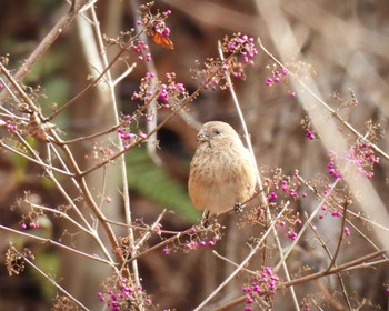 Siberian Long-tailed Rosefinch くろんど池 Thu, 1/11/2024