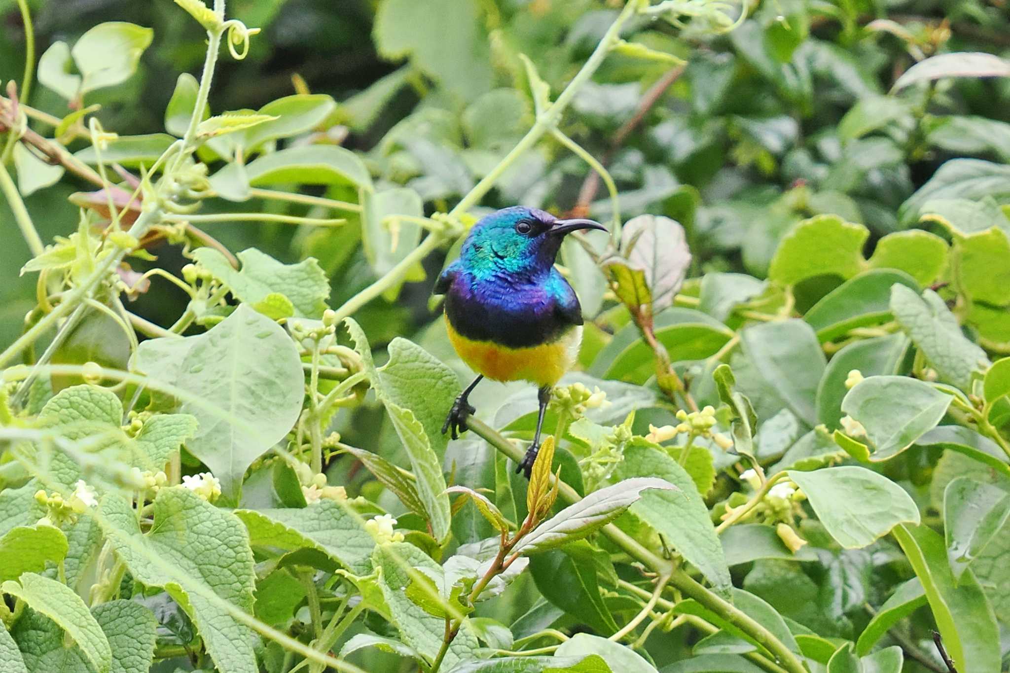 Photo of Variable Sunbird at Amboseli National Park by 藤原奏冥