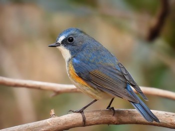 Red-flanked Bluetail くろんど池 Thu, 1/11/2024