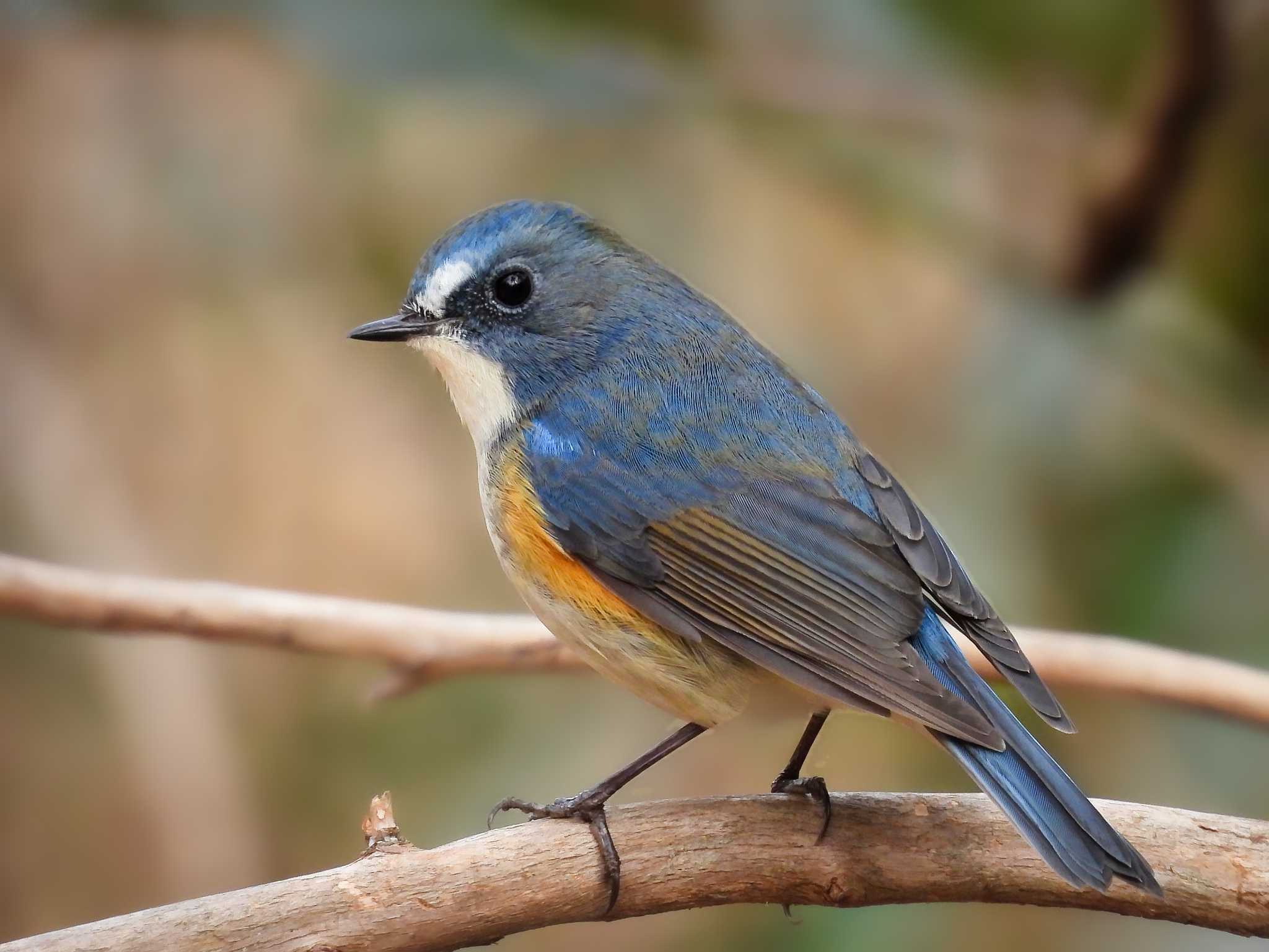 Photo of Red-flanked Bluetail at くろんど池 by nｰ notari