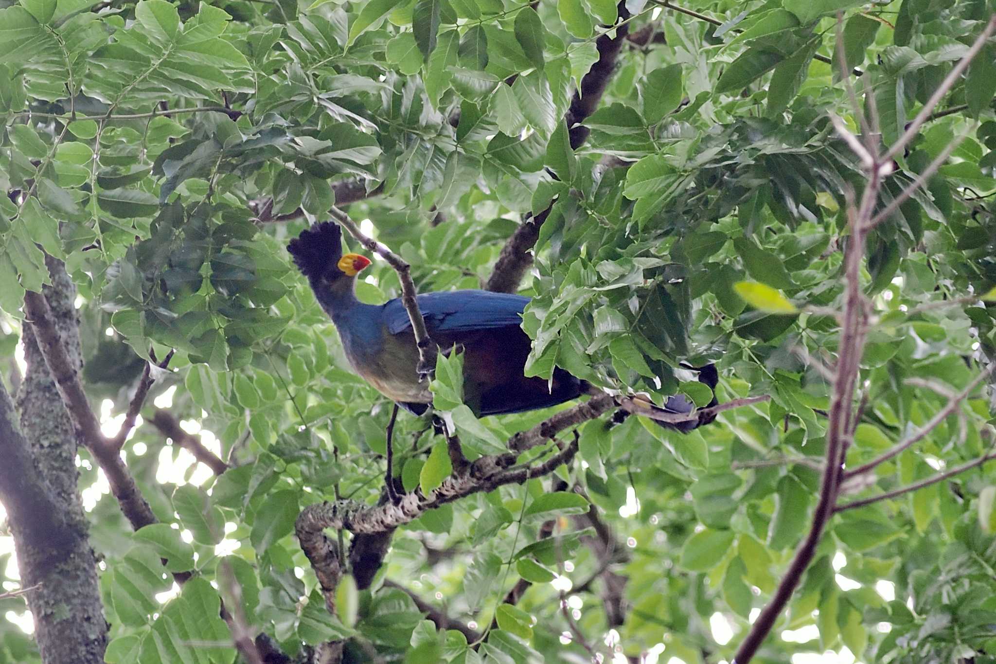 アンボセリ国立公園 カンムリエボシドリの写真 by 藤原奏冥