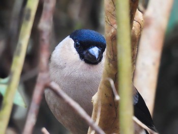 Eurasian Bullfinch くろんど池 Thu, 1/11/2024