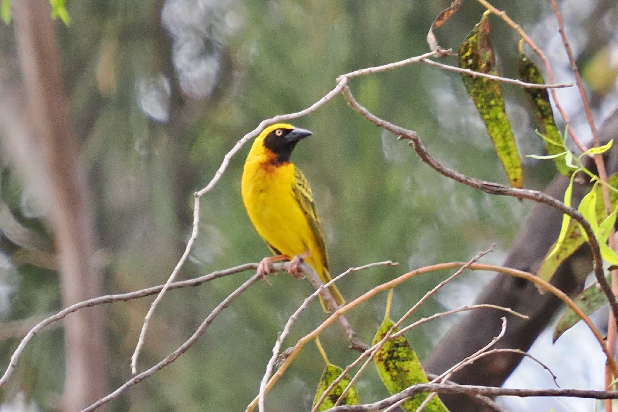 Photo of Speke's Weaver at Amboseli National Park by 藤原奏冥