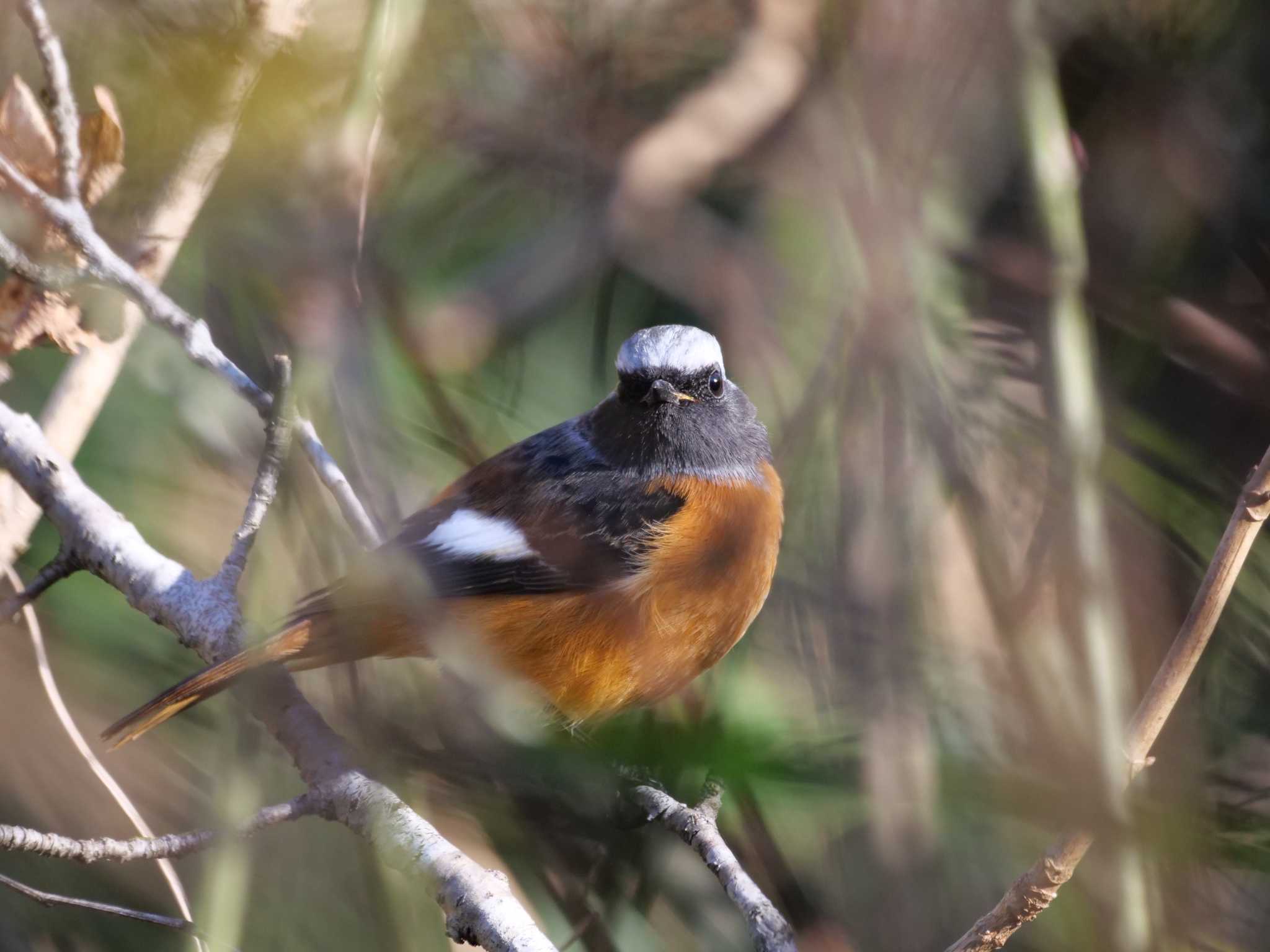 秩父 ジョウビタキの写真 by little birds