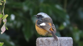 Daurian Redstart 祖父江ワイルドネイチャー緑地 Sun, 1/7/2024