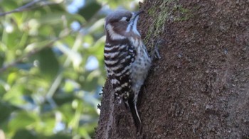 Japanese Pygmy Woodpecker 祖父江ワイルドネイチャー緑地 Fri, 1/5/2024