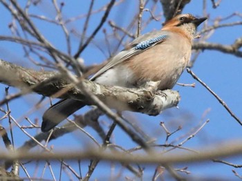 カケス 青葉公園(千歳市) 2024年1月11日(木)