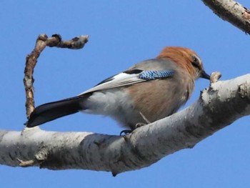 カケス 青葉公園(千歳市) 2024年1月11日(木)