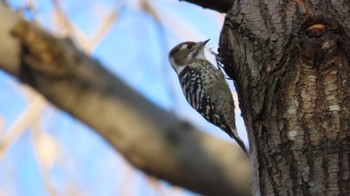 Japanese Pygmy Woodpecker 祖父江ワイルドネイチャー緑地 Fri, 1/5/2024