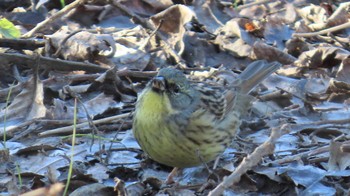 Masked Bunting 祖父江ワイルドネイチャー緑地 Fri, 1/5/2024