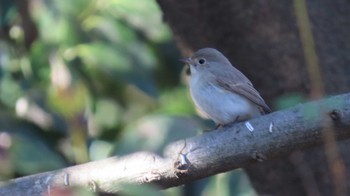 Red-breasted Flycatcher 祖父江ワイルドネイチャー緑地 Fri, 1/5/2024