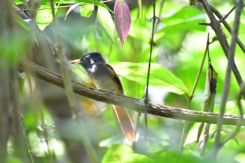 Blyth's Paradise Flycatcher Sepilok--Rainforest Discovery Center Sun, 10/22/2023