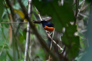 White-crowned Shama Sepilok--Rainforest Discovery Center Sun, 10/22/2023