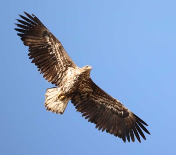 White-tailed Eagle 納沙布岬 Fri, 12/29/2023