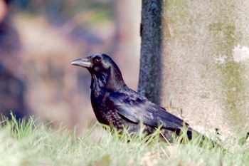 Carrion Crow 野川公園 Mon, 1/8/2024