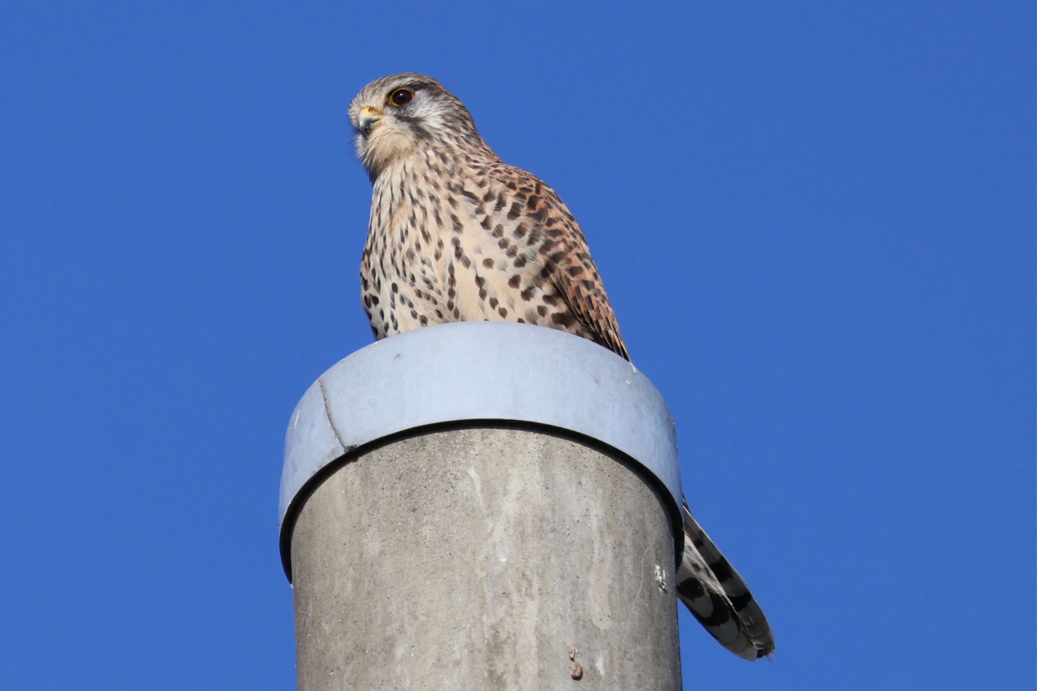 Common Kestrel