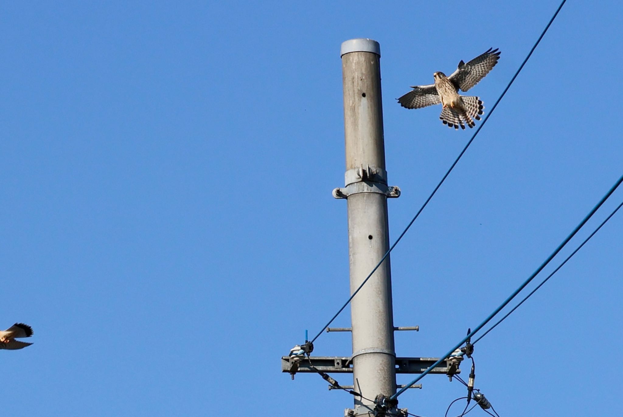 Common Kestrel