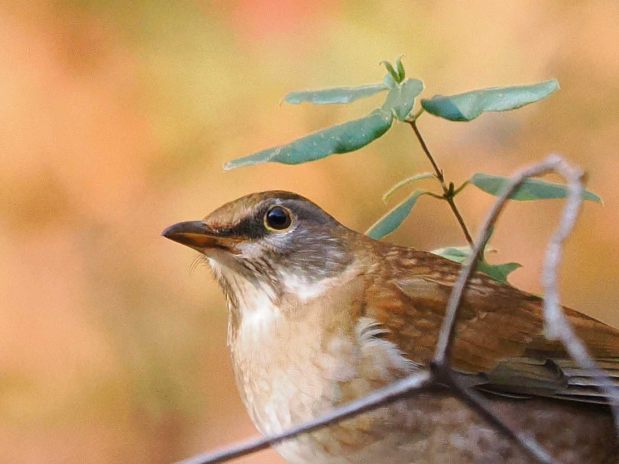 Photo of Pale Thrush at 厚木七沢森林公園 by YamaGara