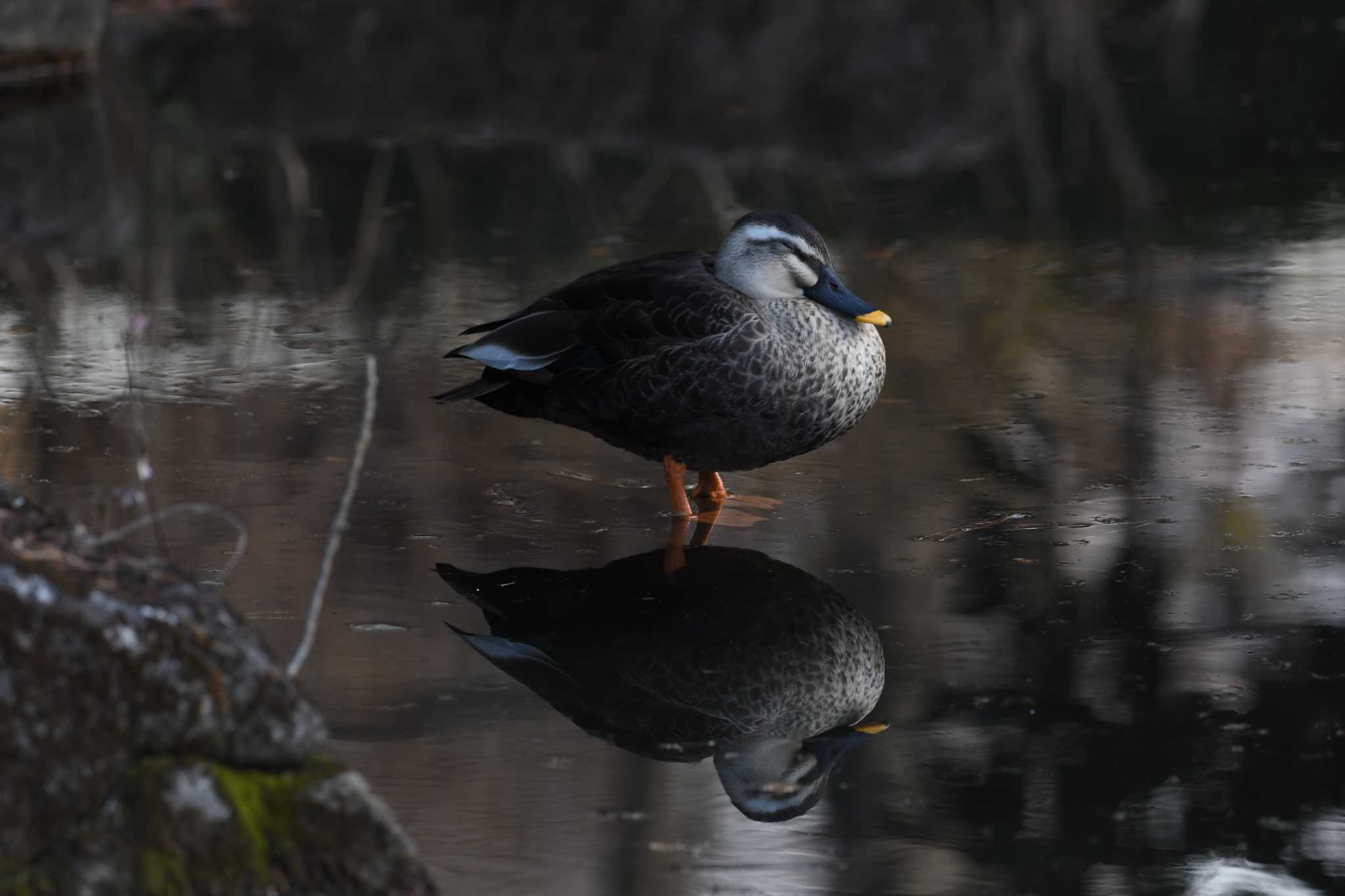 哲学堂公園、妙正寺川 カルガモの写真 by morinokotori