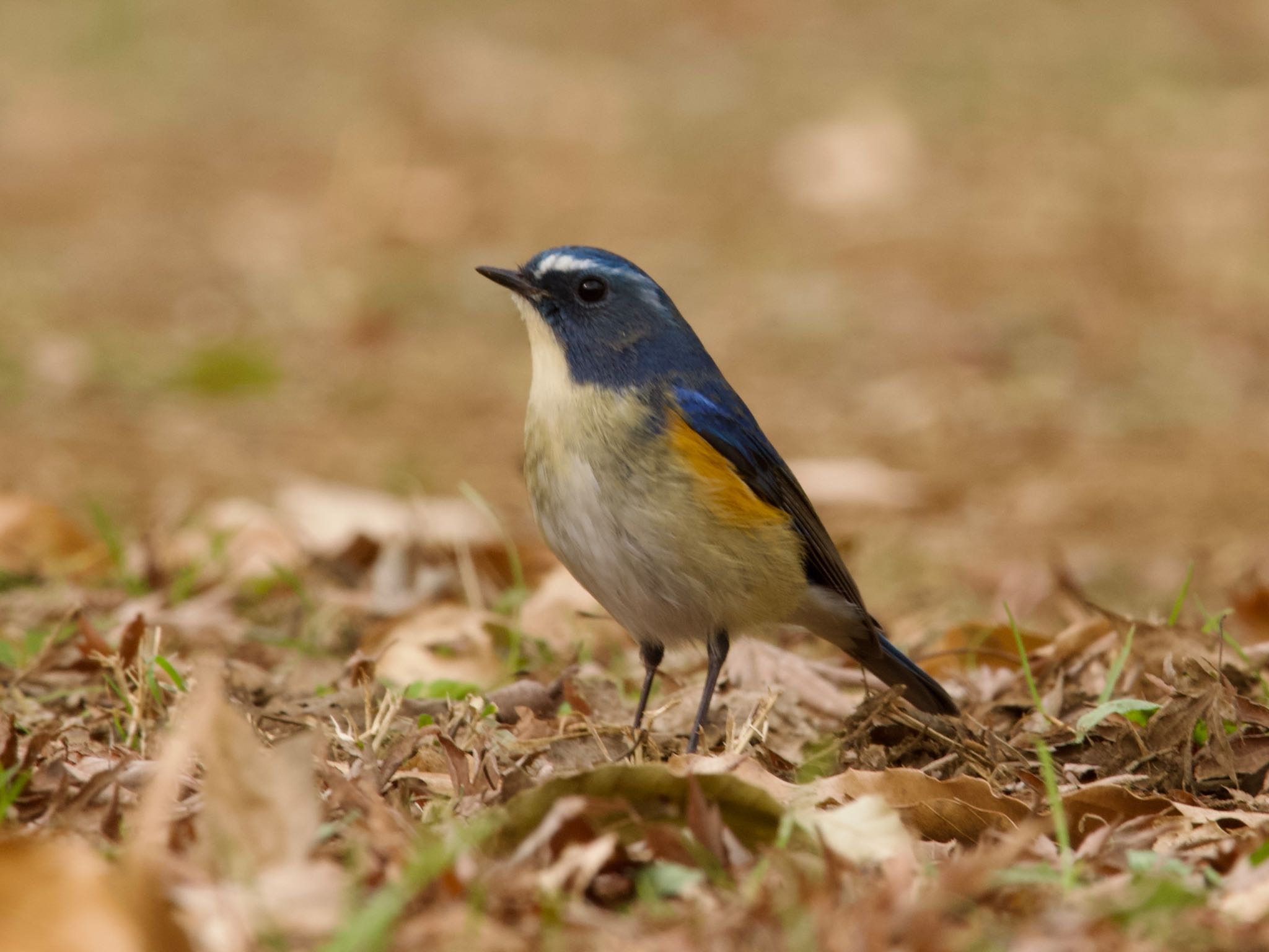 Red-flanked Bluetail