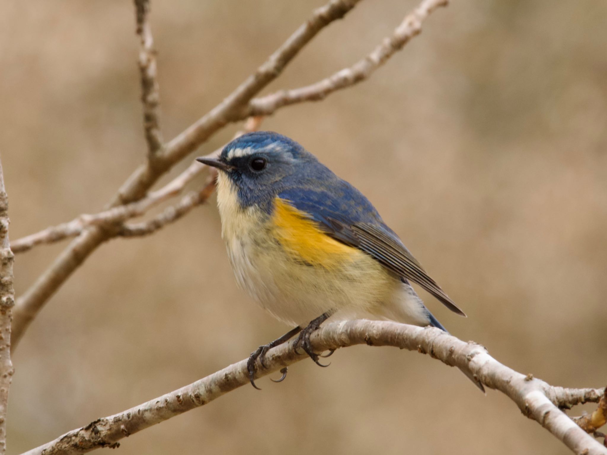 Red-flanked Bluetail