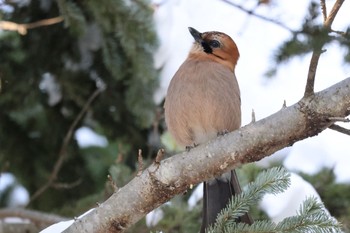 Eurasian Jay(brandtii) Makomanai Park Thu, 1/11/2024