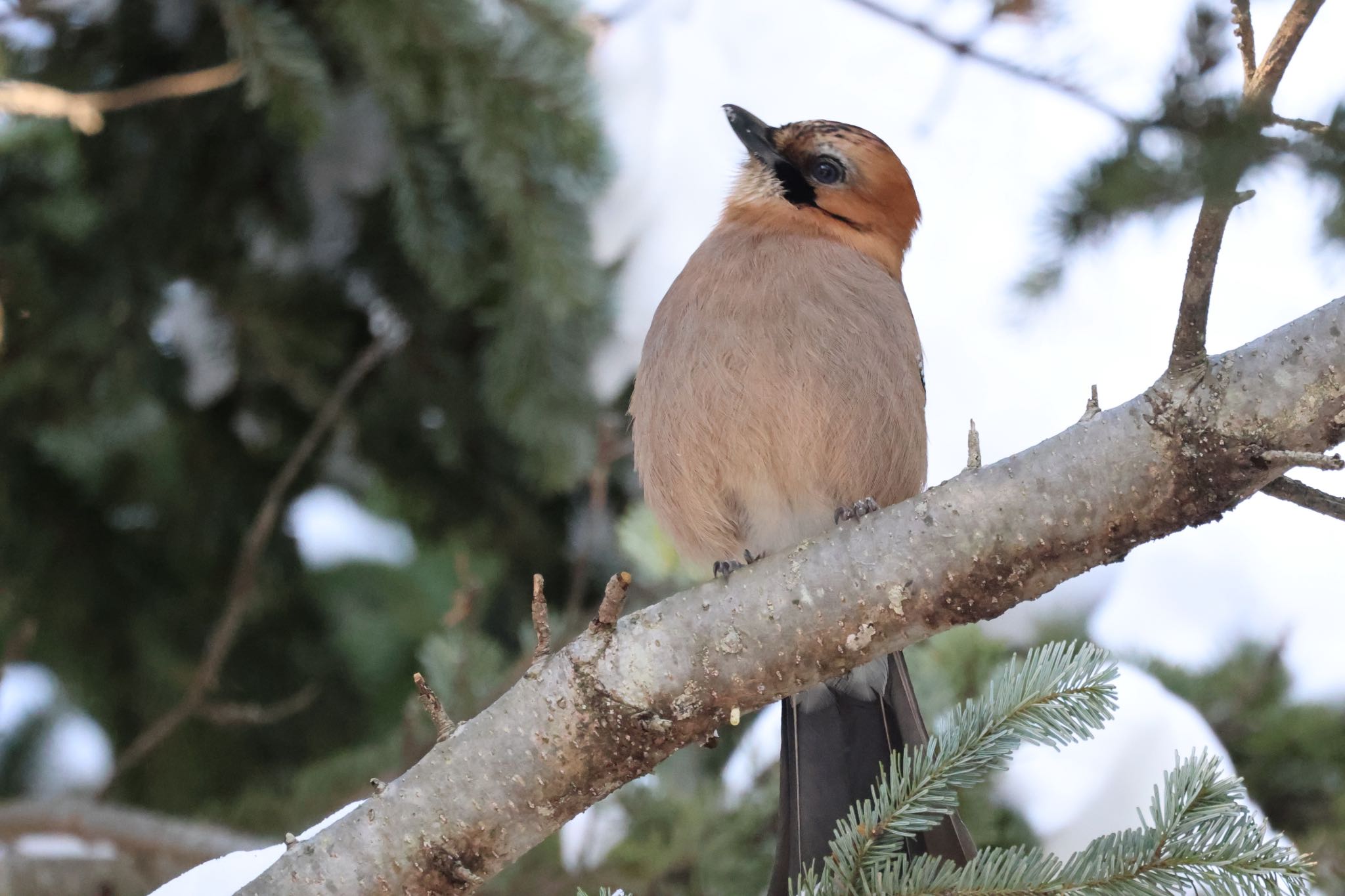 Photo of Eurasian Jay(brandtii) at Makomanai Park by will 73