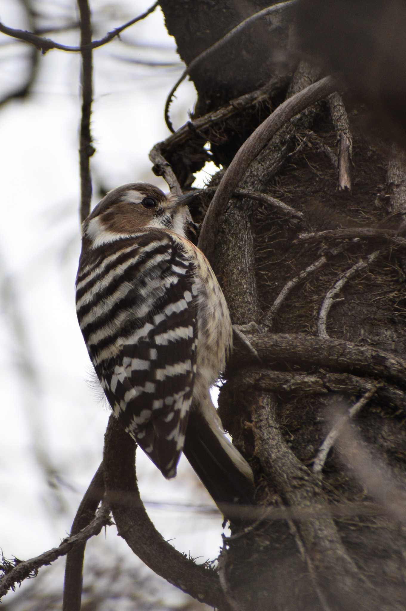 Japanese Pygmy Woodpecker