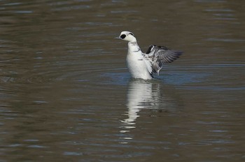 Smew 愛知県 Fri, 1/5/2024